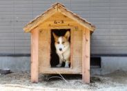 噛み癖のあるコーギー犬の犬小屋。丈夫な厚板で製作しました。